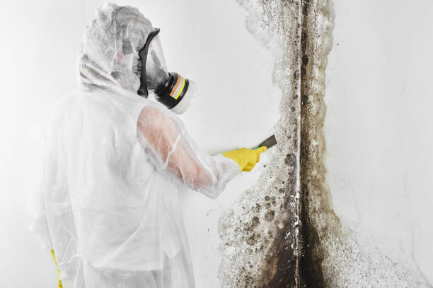 Best DIY Mold Remediation Support Services in Deschutes River Woods, OR