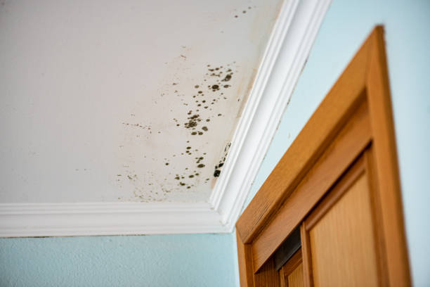 Best Bathroom Mold Remediation in Deschutes River Woods, OR