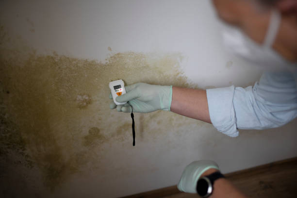 Best Residential Mold Remediation in Deschutes River Woods, OR