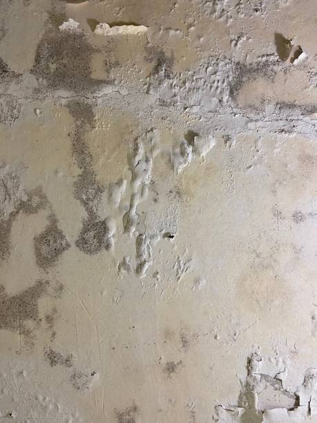 Best DIY Mold Remediation Support Services in Deschutes River Woods, OR
